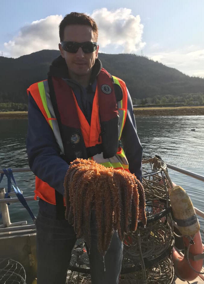 Sunflower Sea Star Bycatch