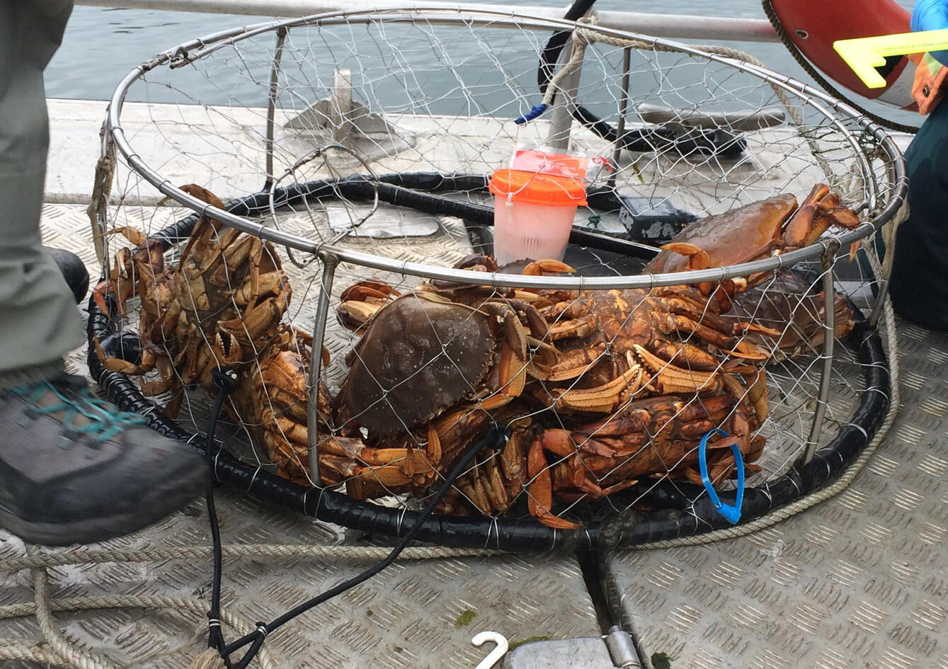 Dungeness Crab for Marine Tissue Analysis Dungeness Crab for Marine Tissue Analysis